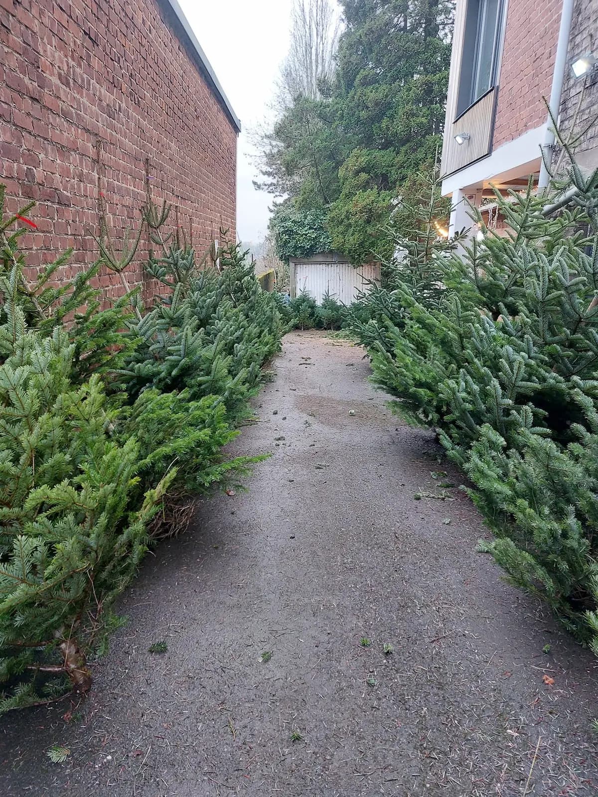 Allée extérieure de sapins présentés debout, prêts à être choisis.
