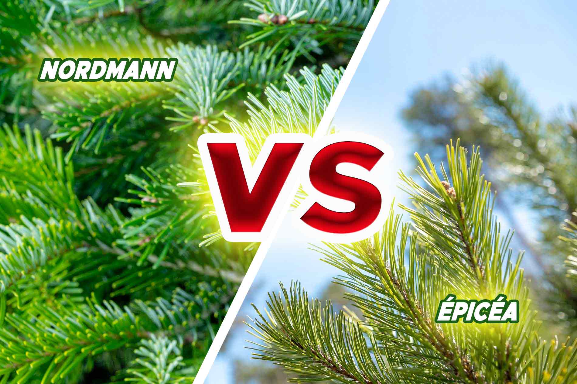 Nordmann vs Épicéa : quel sapin choisir ?