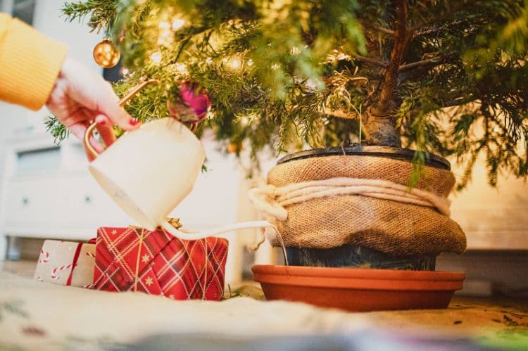 Comment conserver un sapin de Noël plus longtemps (astuces simples)
