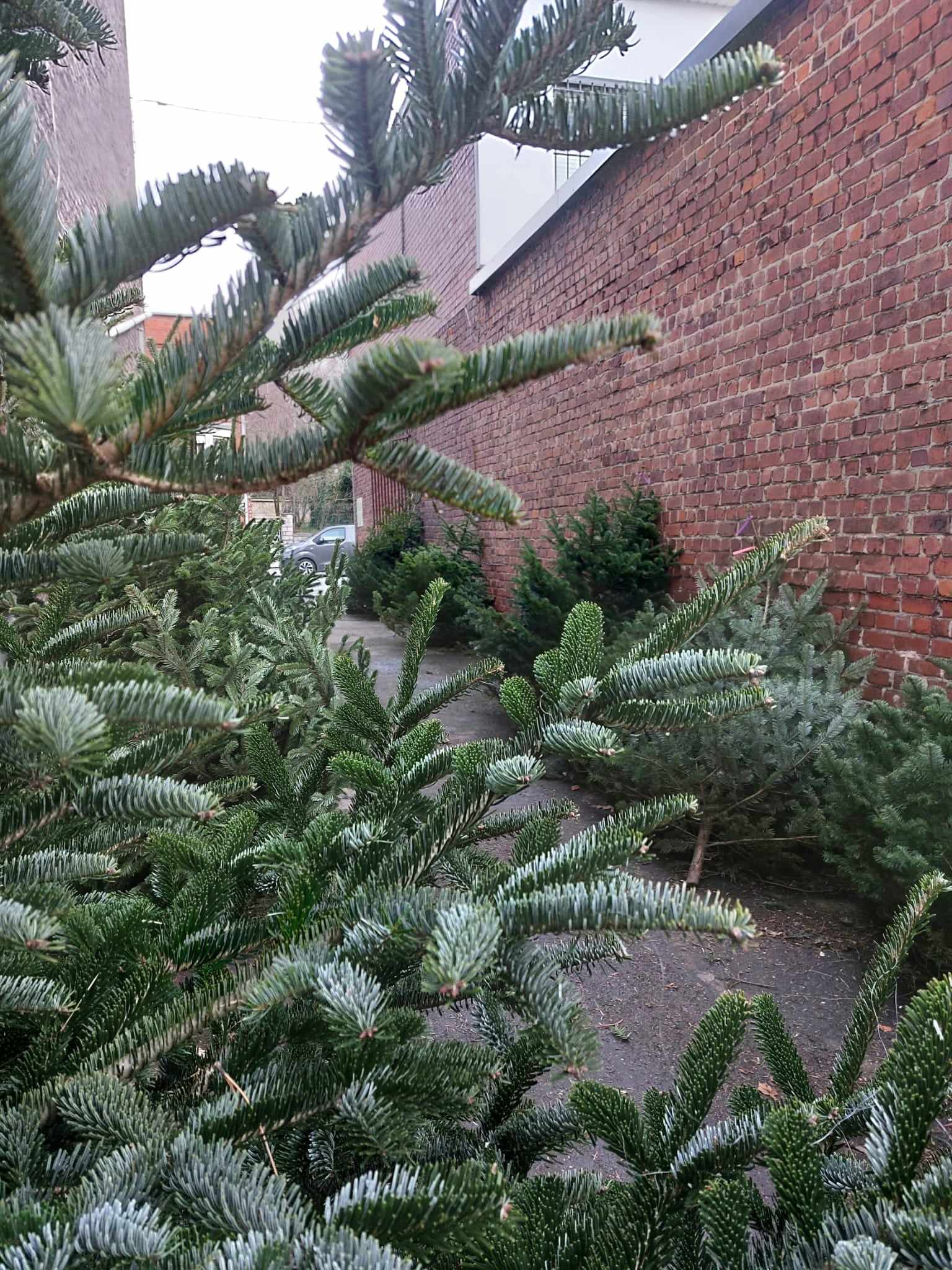 Sapin Nordmann, port majestueux, aiguilles vert sombre brillantes