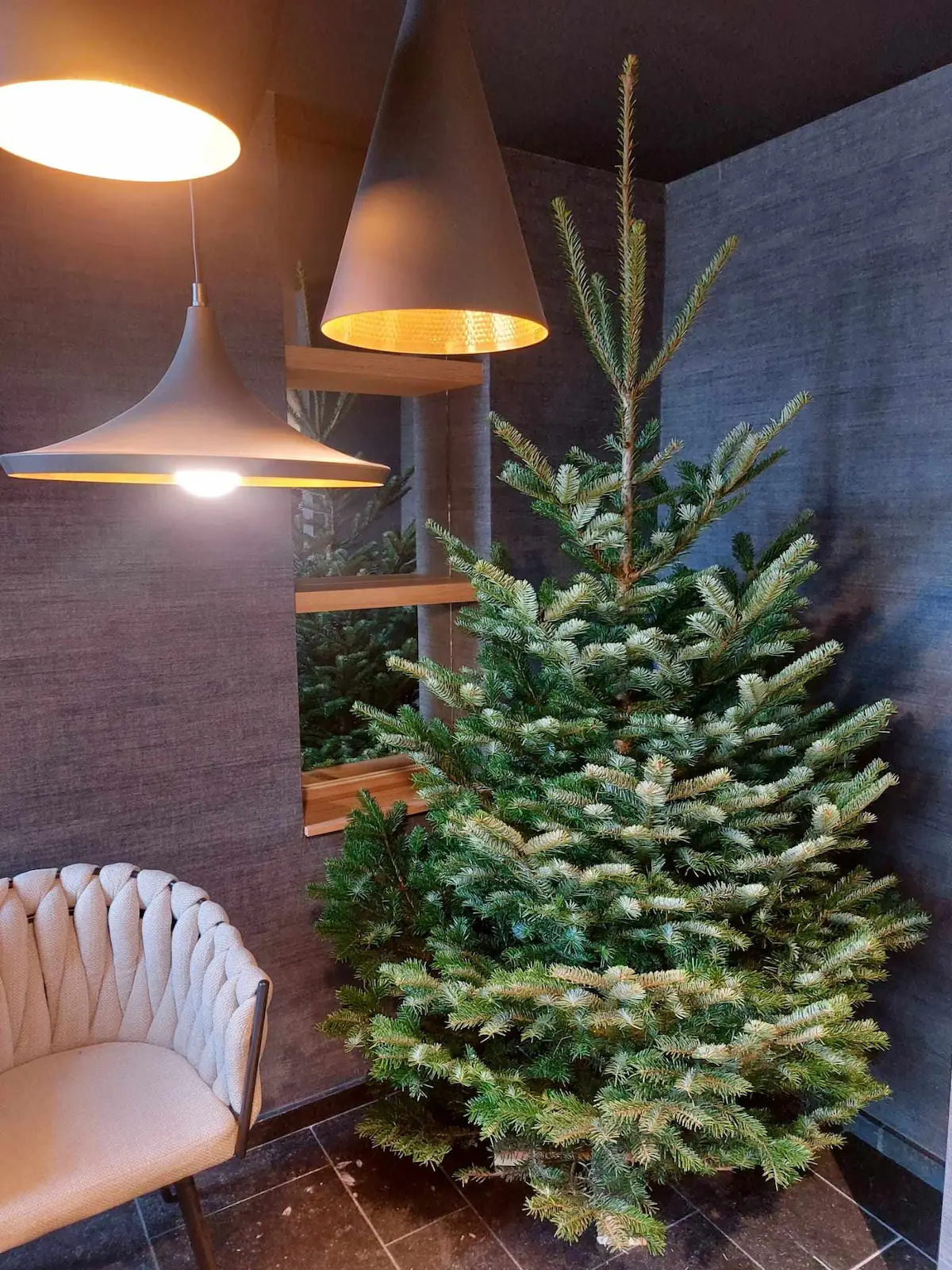 Sapin Nordmann installé dans un salon cosy, éclairage chaud.